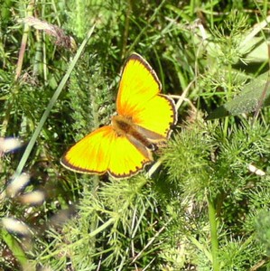 Cuivré des marais