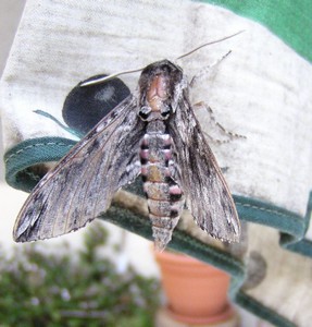 Papillon