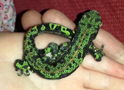 Amphibien