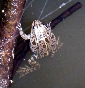 Crapaud calamite mâle
