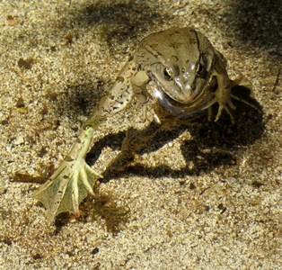 Crapaud commun