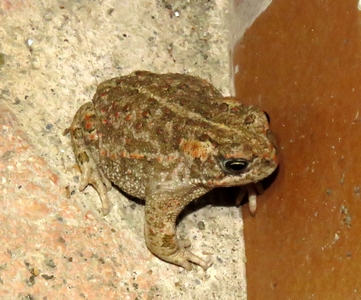 Crapaud épineux