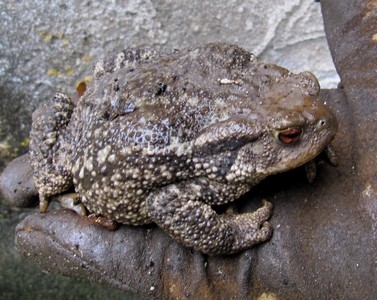 Crapaud noir
