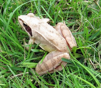 Grenouille agile