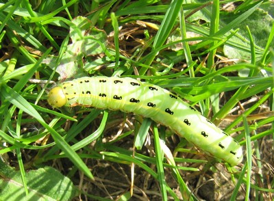 Chenille