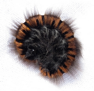Chenille du Bombyx