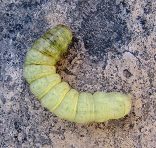 Chenille de choux