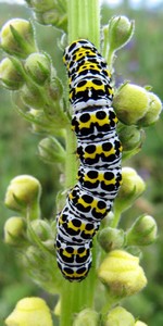 Chenille