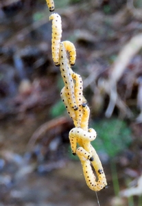 Hyponomeute