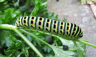 Chenille du machaon