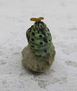 Chenille du machaon