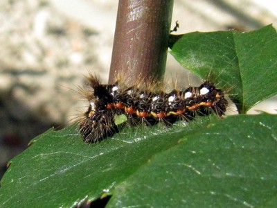 Chenille