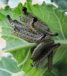 chenille