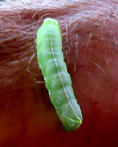 chenille