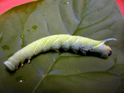 Chenille