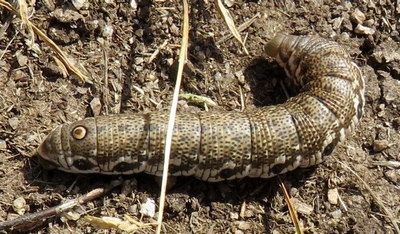Sphinx de l'épilobe