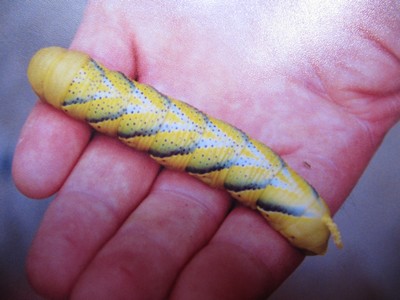 chenille