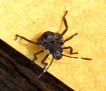 Punaise juvenille