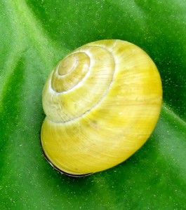 Escargot