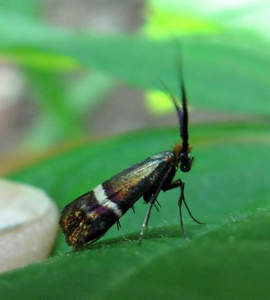 Adéla Australis