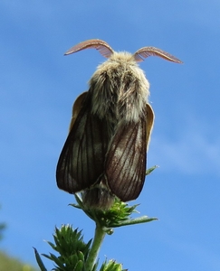 L'Alpine bombix
