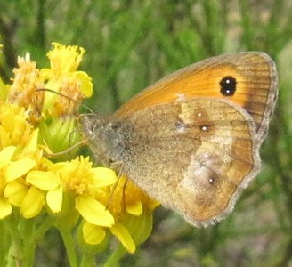 Papillon