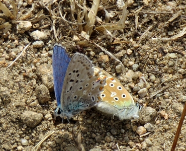 Azuré de la Brugane