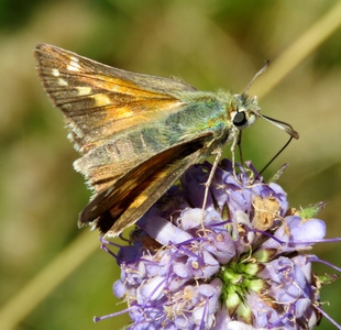 Papillon