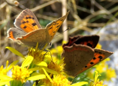 Papillon