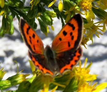 Papillon