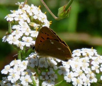 Cuivré de la verge d'or