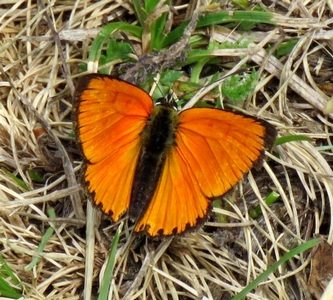 Papillon