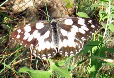 papillon