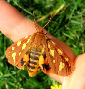 Ecaille des steppes