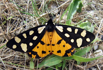 Papillon