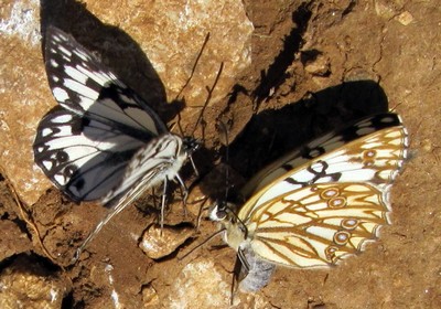 Papillon