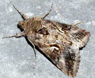 Papillon