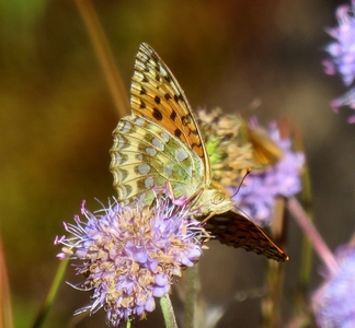 Papillon