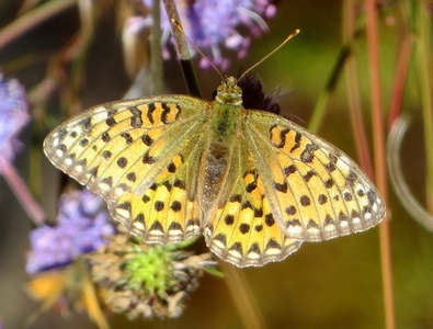 Papillon