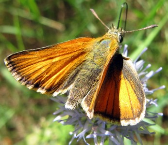 papillon