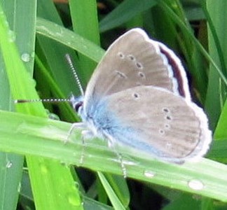 Papillon