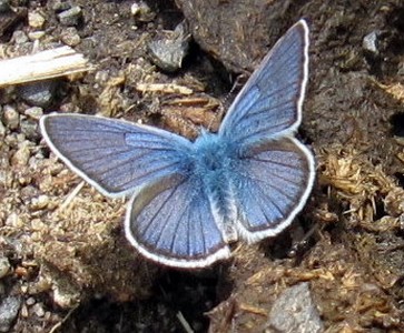 Papillon