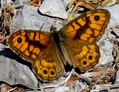 La mégère