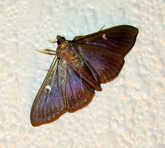 Pyrale du buis