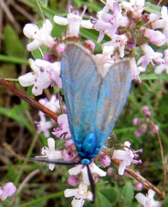 Papillon