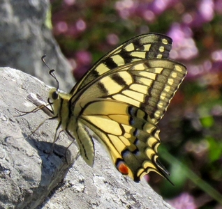 Papillon Machaon