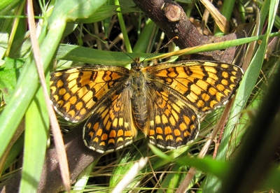 Mélitée Alpine
