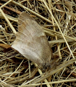 Moiré