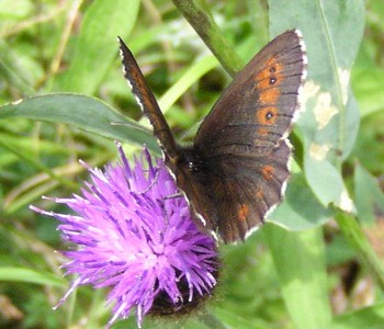 Papillon