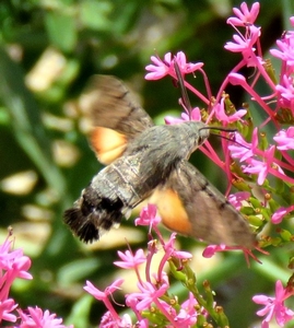 Moro sphinx